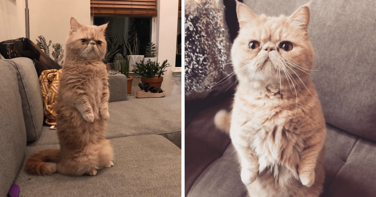 Why Does George the Cat Stand on Two Legs? The Truth Revealed